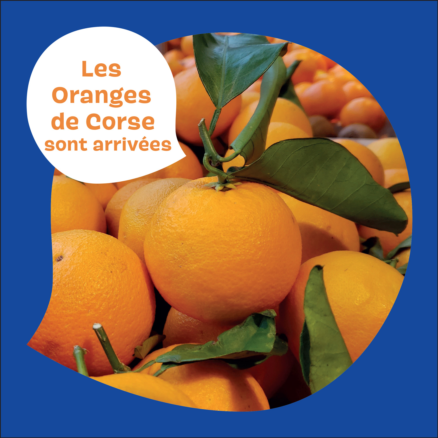 Les Oranges de Corse sont arrivées !